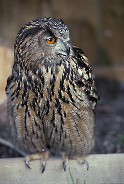 Berguv (Bubo bubo)