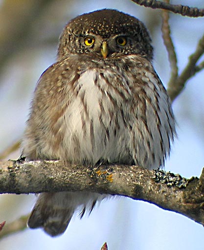 Sparvuggla (Glaucidium passerinum)