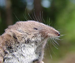 Dvärgnäbbmus (Sorex minutus) 