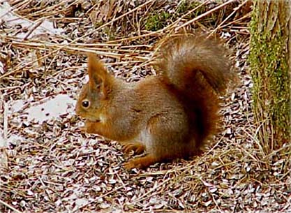 Ekorre (Sciurus vulgaris)