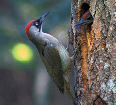 Gröngöling (Picus viridis)