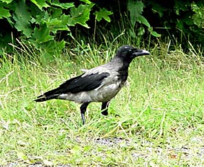 Kråka (Corvus corone)