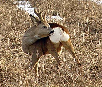 Rådjur (Capreolus capreolus)