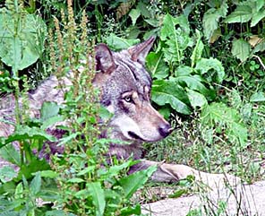 Varg-Canis lupus