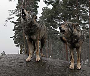 varg-Canis lupus