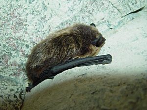 Nordfladdermus[3], tidigare även nordisk fladdermus (Eptesicus nilssoni)