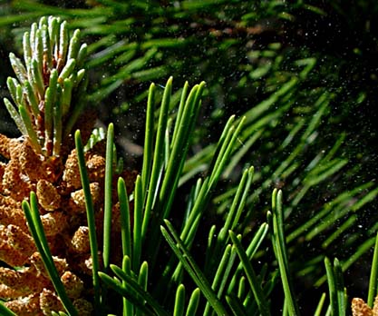 Tall - Pinus sylvestris