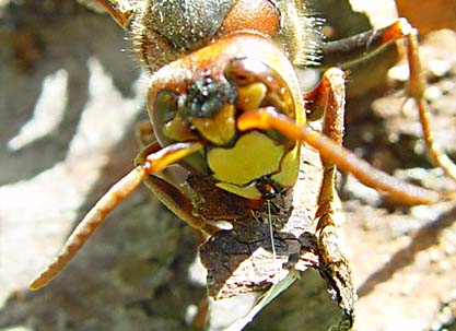 Bålgetingen (Vespa crabro)