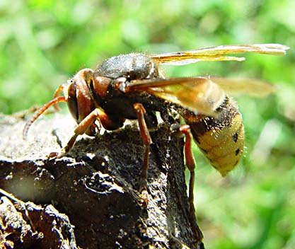 Bålgetingen (Vespa crabro)