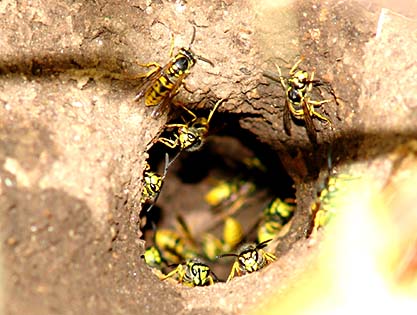 Tyskgeting (Vespula germanica) 