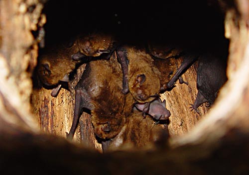 Dvärgpipistrell eller dvärgfladdermus (Pipistrellus pygmaeus)