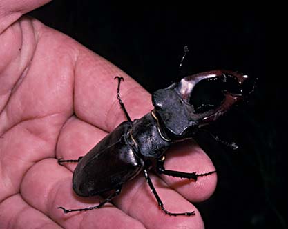 Ekoxe (Lucanus cervus)