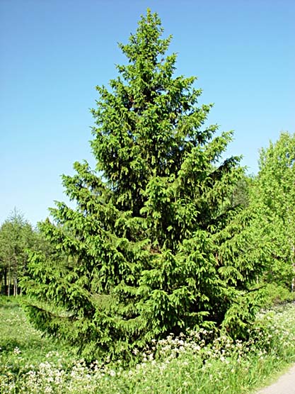 Gran - Picea abies