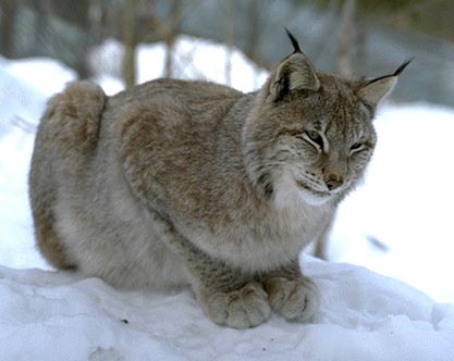 Lodjur - Lynx lynx