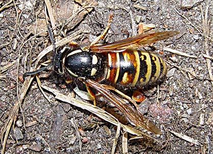 Rödbandad geting (Vespula rufa)