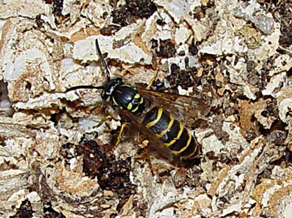 Vanlig geting (Vespula vulgaris)