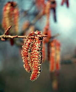 Asp (Populus tremula)