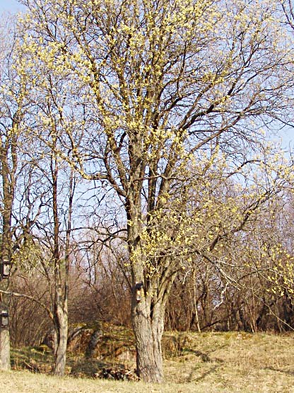 Sälg (Salix caprea)