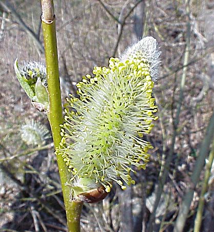 Sälg (Salix caprea)