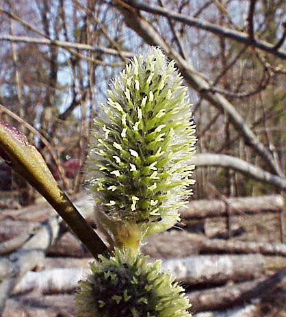 Sälg (Salix caprea)