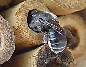 Blått murarbi - Osmia caerulescens