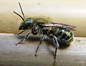 Blått murarbi - Osmia caerulescens