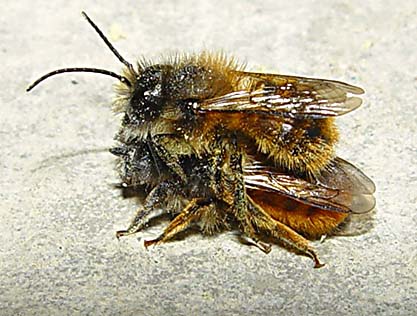 Rött murarbi - Osmia rufa