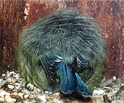 Blåmes (Cyanistes caeruleus)