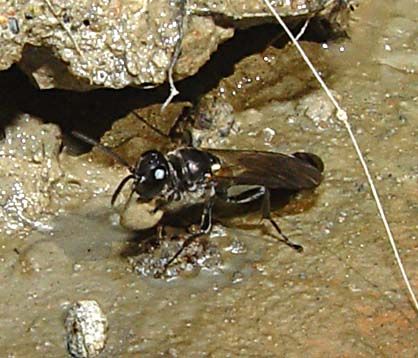 Allmän spindelgrävstekel (Trypoxylon figulus)