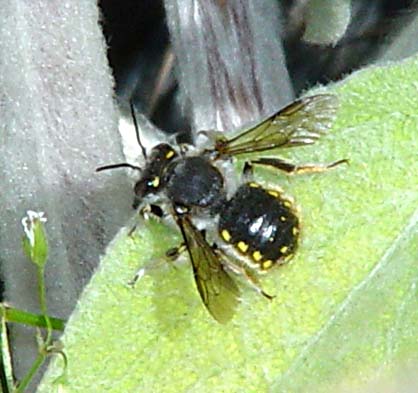 storullbi (Anthidium manicatum)