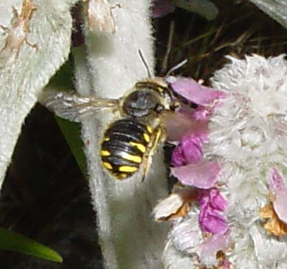 Storullbi (Anthidium manicatum)