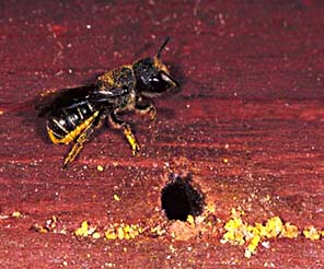 Väggbi eller kådbi (Heriades truncorum)