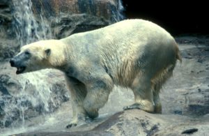 Isbjörn (Ursus maritimus)