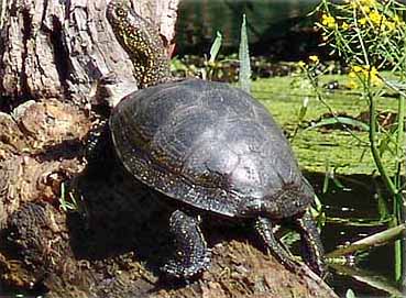 Kärrsköldpaddan (Emys orbicularis)
